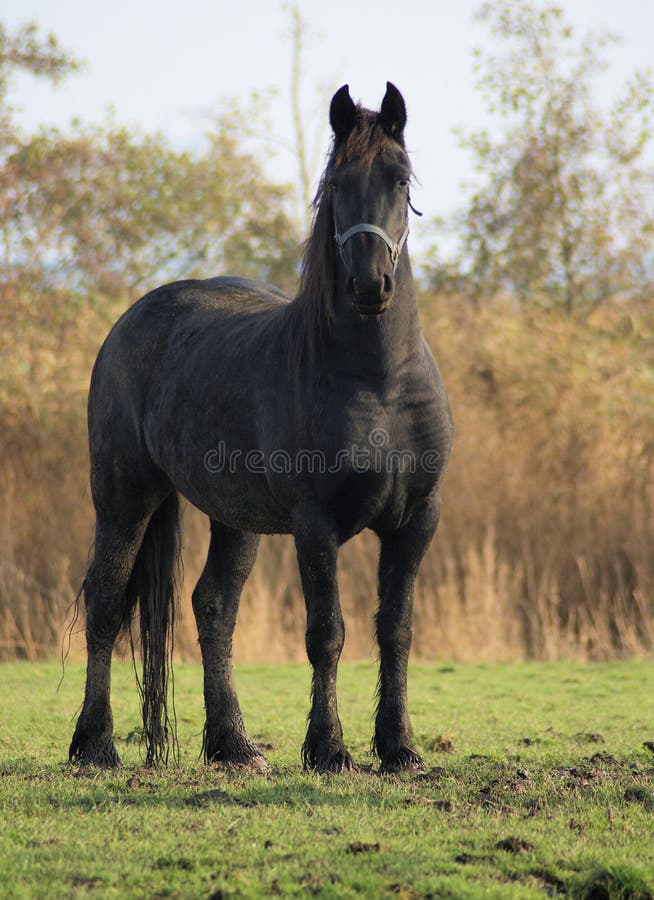 Nice black baroc horse