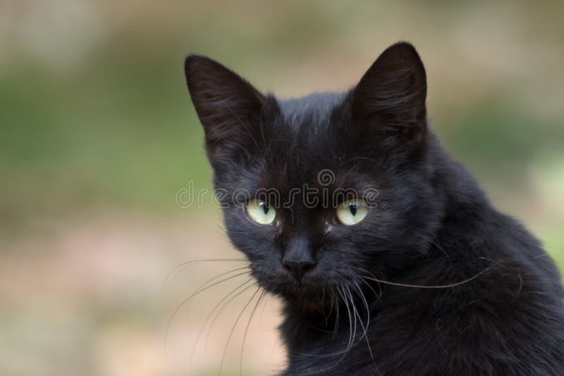 Night black cat stock image. Image of animal, lamp, look 3081241