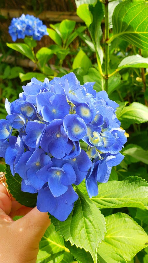 Ajisai Stock Photo Image Of Flower Nice Blue Ajisai