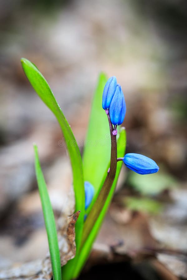 Nice blue scilla bifolia flowers stock photo