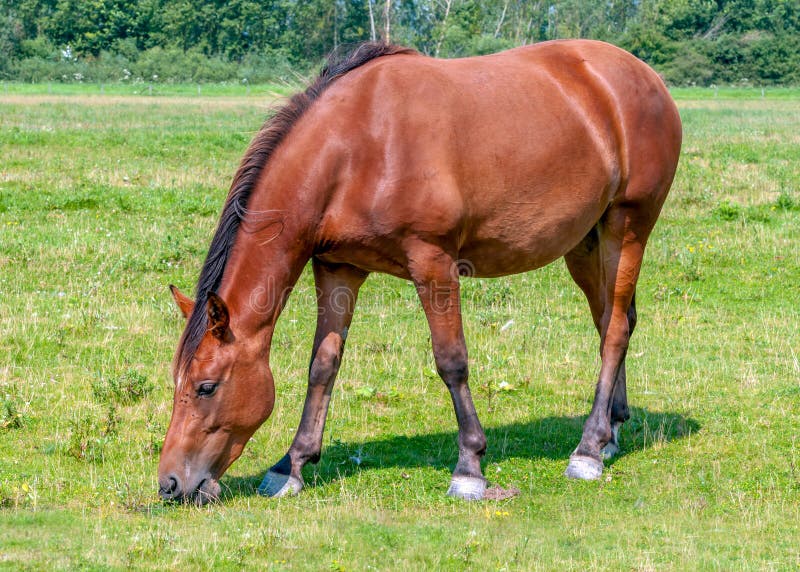 Nice brown horse eating grass