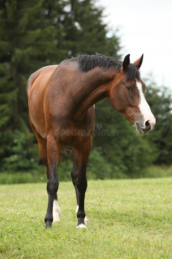 Nice brown horse looking at you