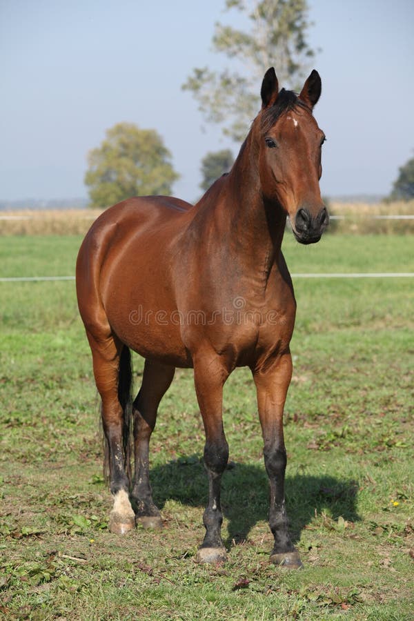 Nice brown warmblood standing in autumn