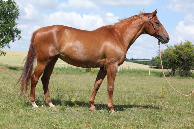 Nice Budyonny Horse Standing on Meadow Stock Image Image of chestnut, color 45420053