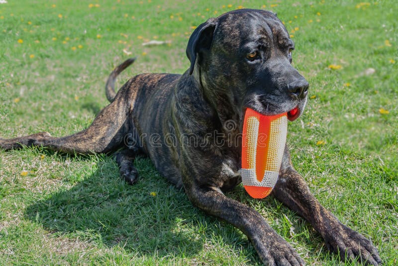 A Nice Canecorso Dog that Plays with a Toy in the Yard on a Sunny Day