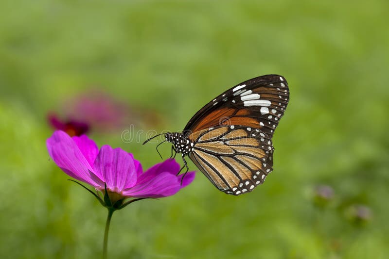 Nice Chrysanthemum with butterfly