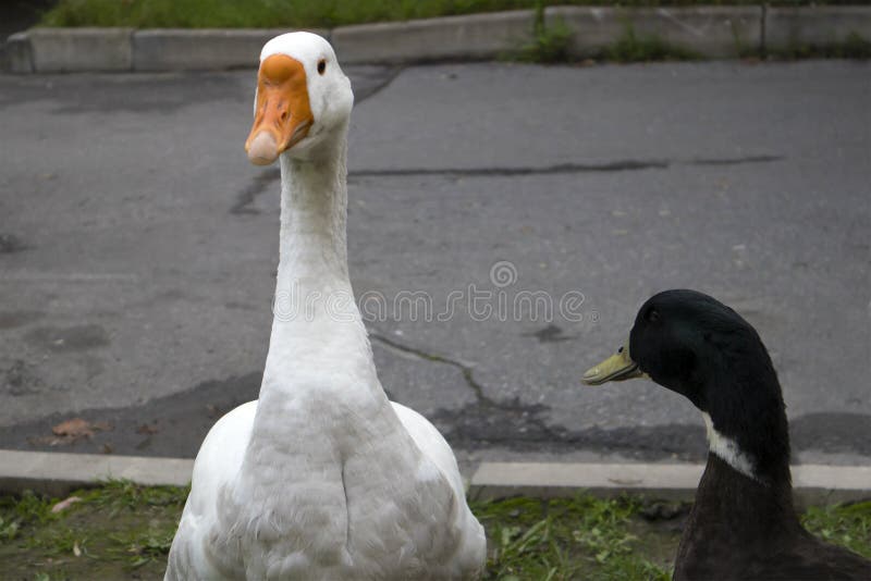 Nice couple of white domestic goose and brown duck