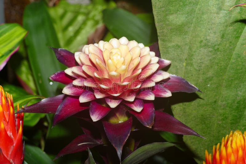 Cultivar of Red Ginger Blossom Stock Photo Image of botanical, flora