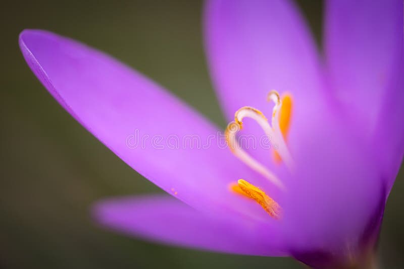 Nice dewy flower in the autumn Colchicum autumnale