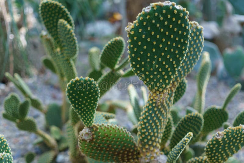 Nice en groene cactus met aren royalty-vrije stock afbeelding Nice en groene cactus met aren royalty-vrije stock afbeelding