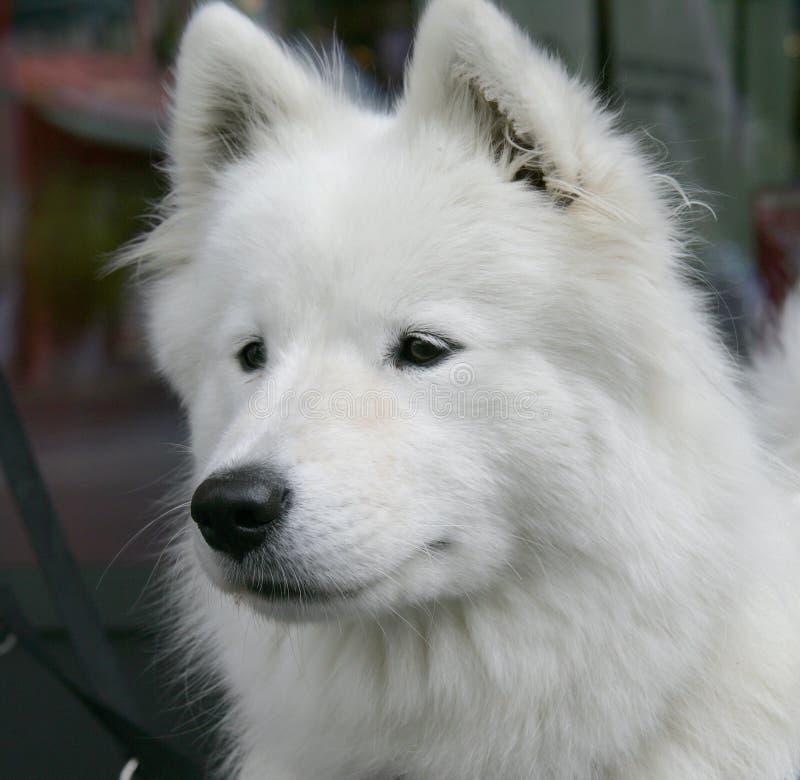 Nice Eskimo dog 3