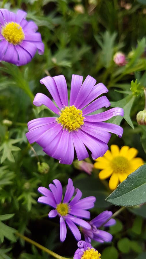 Nice flower stock photo. Image of pretty, purple, nice 95901050
