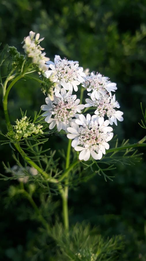 A Nice Flowers Picture in Plant Stock Photo Image of meadow, herb