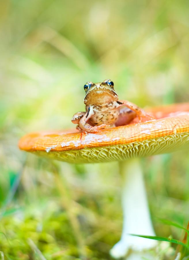 670 Frog Mushroom Stock Photos - Free & Royalty-Free Stock Photos from ...