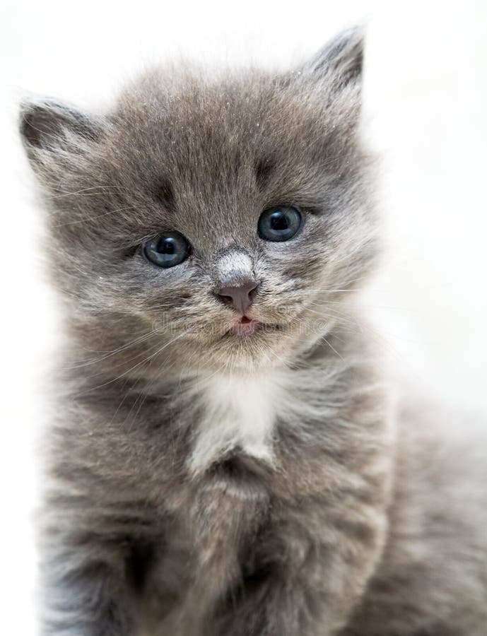 Nice grey kitten