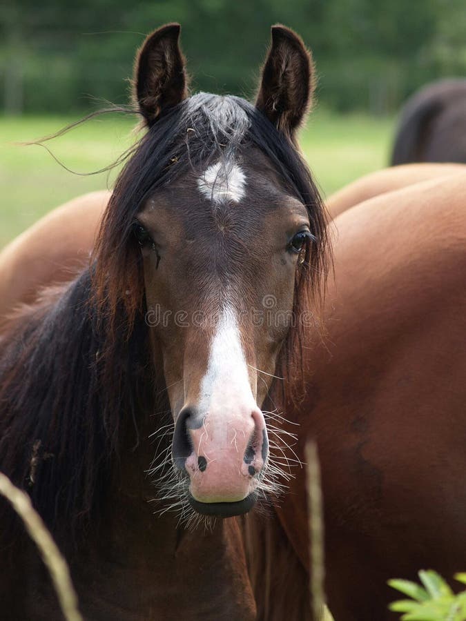 Nice horses stock image. Image of horse, welsh, mane - 37248925