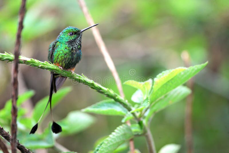 Nice hummingbird with forked tail, Booted Racket-tail