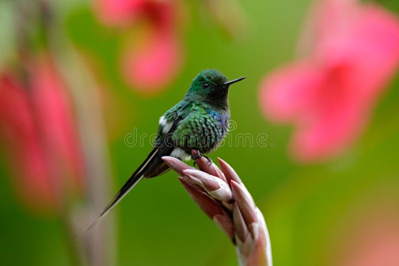 Nice hummingbird Green Thorntail (Discosura conversii) with blurred pink and red flowers, La Paz, Costa Rica royalty free stock images Nice hummingbird Green Thorntail (Discosura conversii) with blurred pink and red flowers, La Paz, Costa Rica royalty free stock images