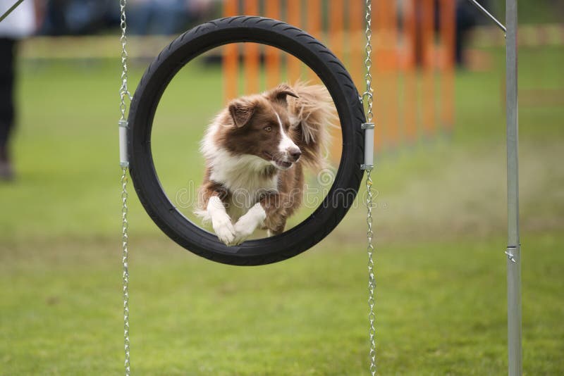 Dog Hoop Jumping Stock Photos Free & RoyaltyFree Stock Photos from