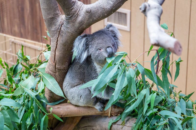 Nice Koala Bear in Forest Zoo, Hong Kong Stock Photo Image of hold