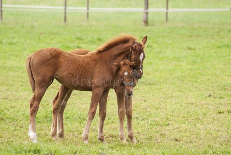 Nice little foals on pasture stock photo