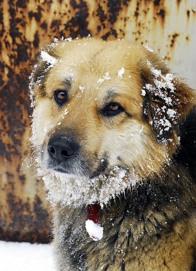 Nice looking dog with snow on it