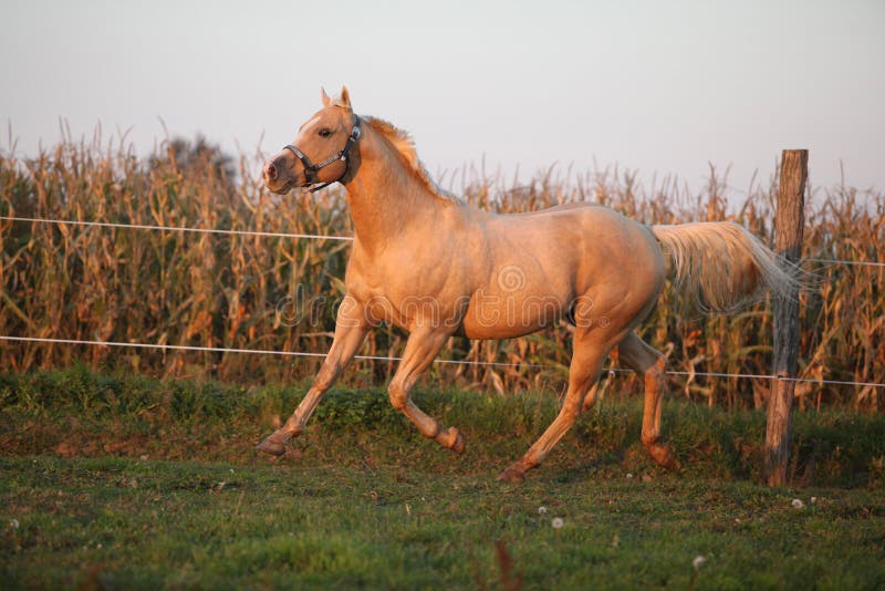 palomino stallion of quarterhorse breed. 909996 Stock Photo at Vecteezy