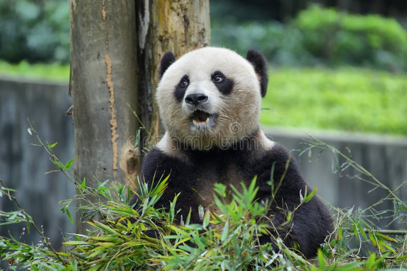 Nice panda bear in guilin stock photo. Image of animal 68804048