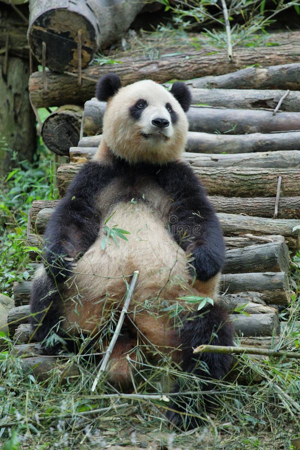 Nice panda bear in guilin stock image. Image of animal 68804003