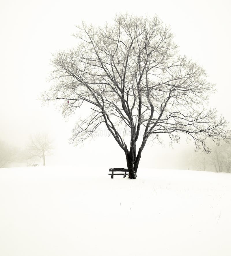 Nice park in winter