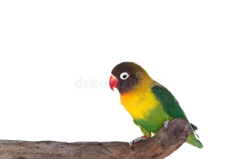 Nice Parrot with Red Beak and Yellow and Green Plumage Stock Photo