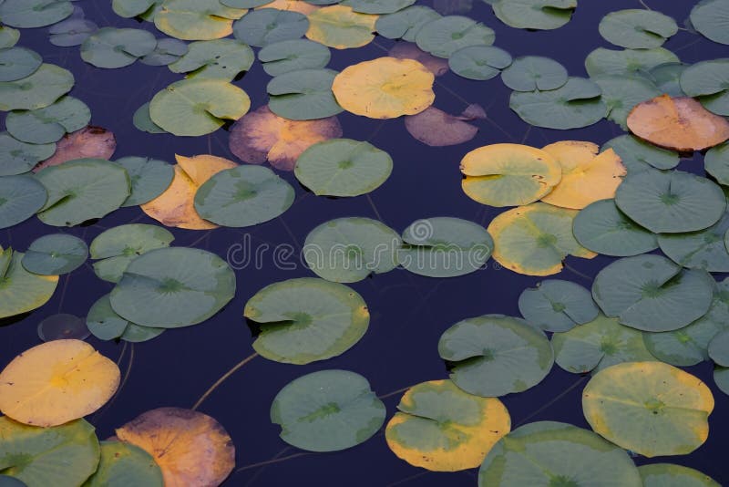LILY PADS IN LAKE IN EVERRET SEATTLE