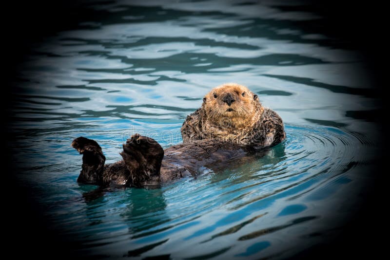 Funny Background Picture for Screens, Laptops and Displays - Relaxing Sea  Otter Stock Image - Image of wilflife, funny: 175275531