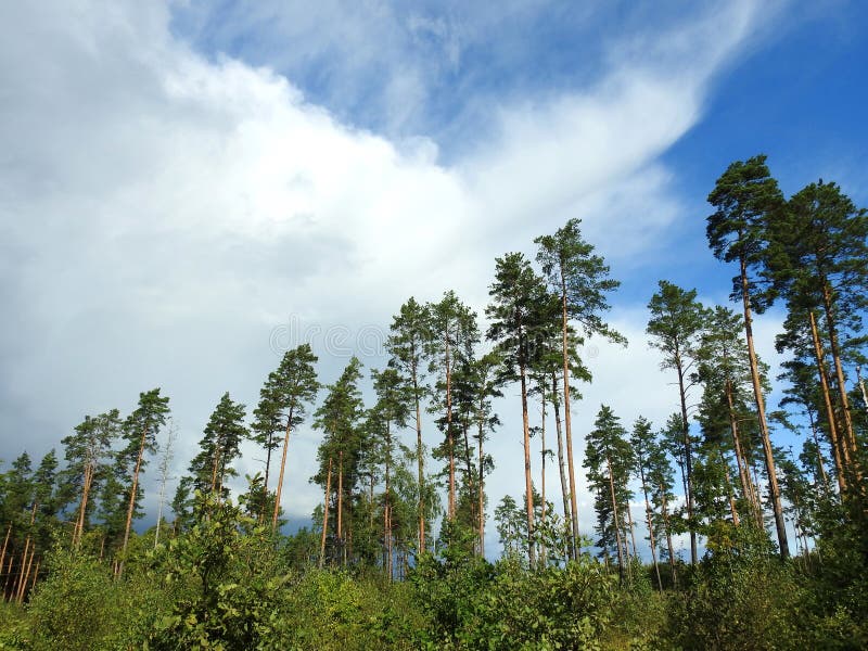 Pine Trees And Cloudy Sky Lithuania Stock Photo Image Of Clouds