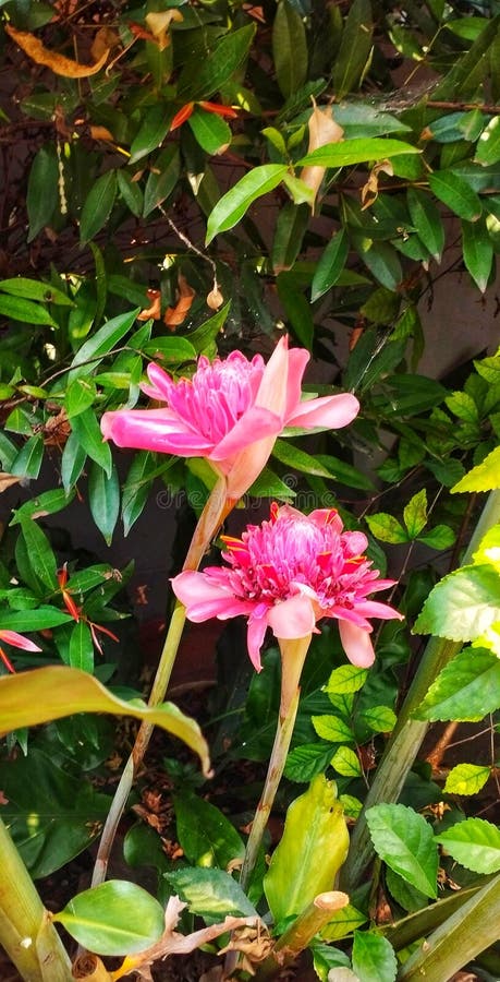 Nice pink flower part three stock photography