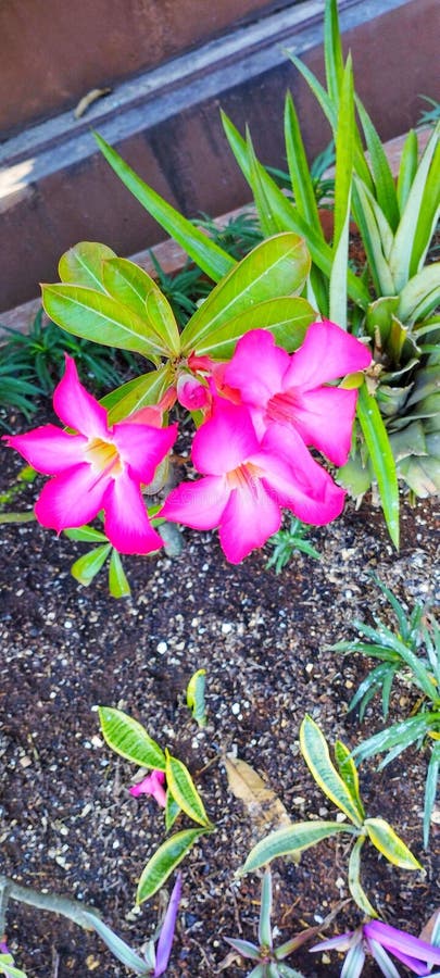 Nice plant flowers part six stock photo