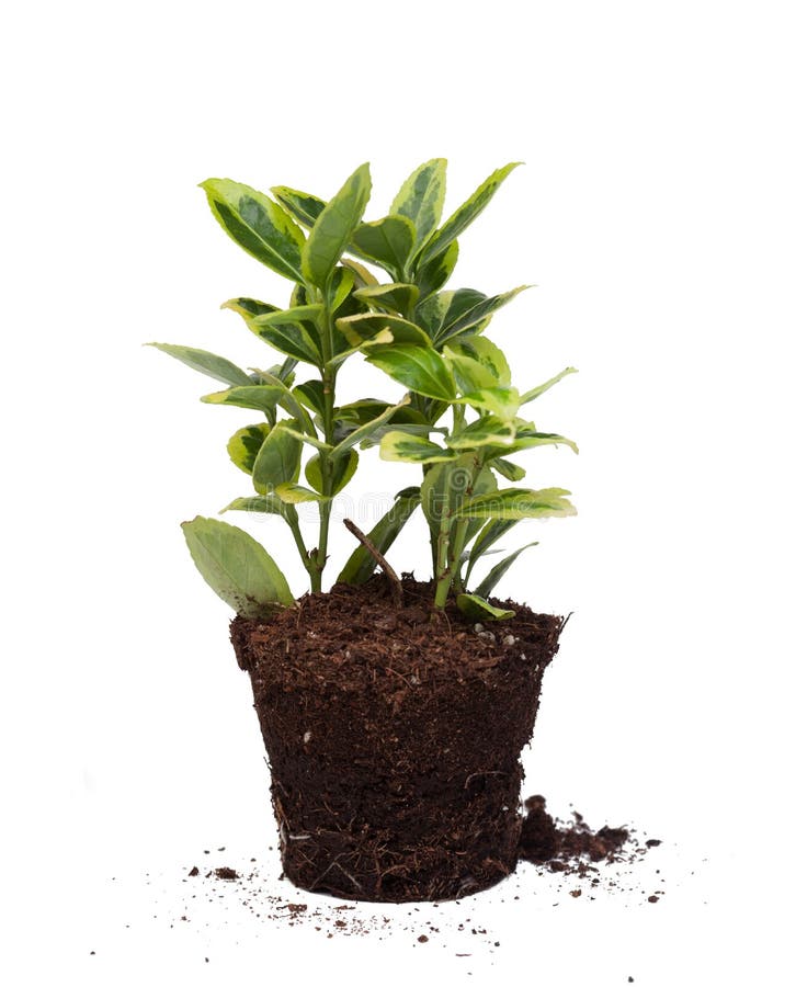 Nice plant without pot stock photo. Image of fresh, bright 38705480