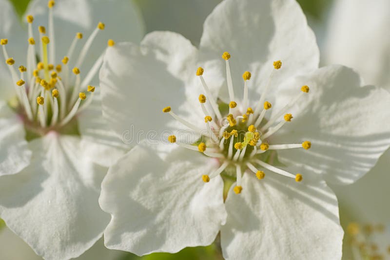 Nice plum flowers