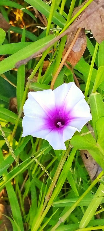 Nice purple flower part two royalty free stock image
