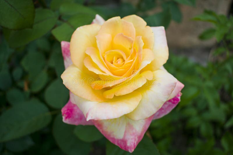 Nice roses background. Selective focus planning. Nice sunny even stock photos Nice roses background. Selective focus planning. Nice sunny even stock photos