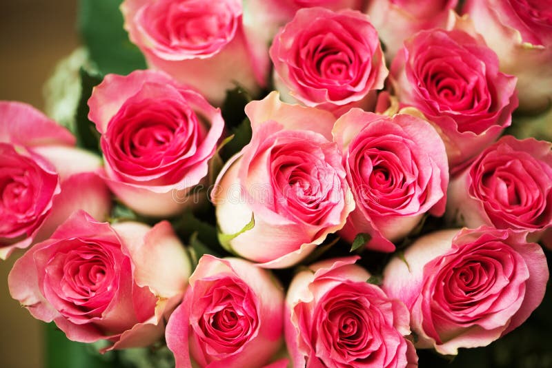 Nice roses stock image. Image of leaf, beauty, beautiful 38887231