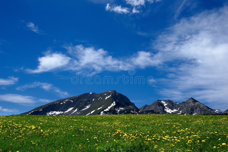 Nice rural landscape with a field of flowers