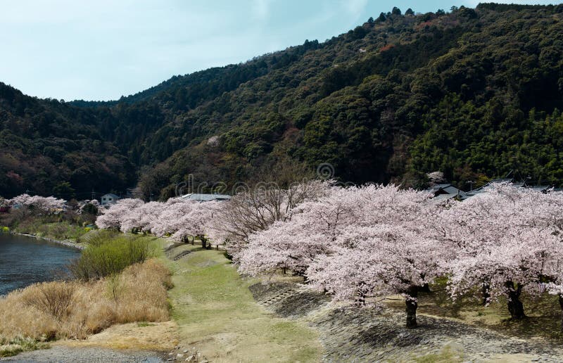 Nice scenery of cherry blossom trees along the pathway in spring