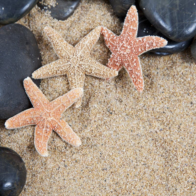 Nice sea shells on the sandy beach taken closeup, Shell border or frame