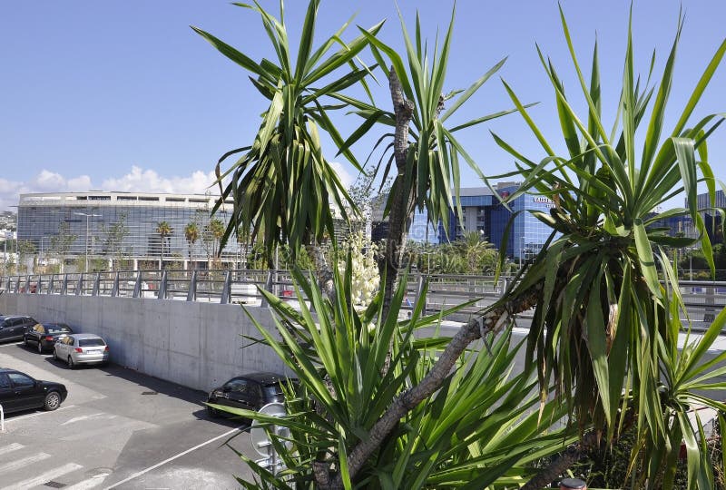 Nice, 6 september: Yucca Plant met Modern Office-gebouwen en hotels op de achtergrond van Nice Frankrijk stock foto's Nice, 6 september: Yucca Plant met Modern Office-gebouwen en hotels op de achtergrond van Nice Frankrijk stock foto's