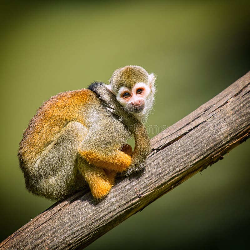 A nice small monkey
