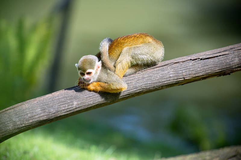 A nice small monkey
