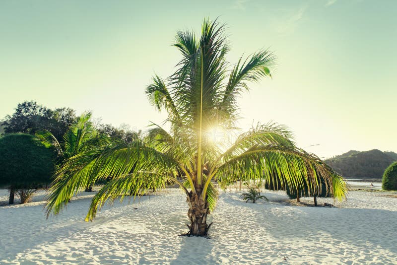 Nice small palm tree on a white paradise sand beach