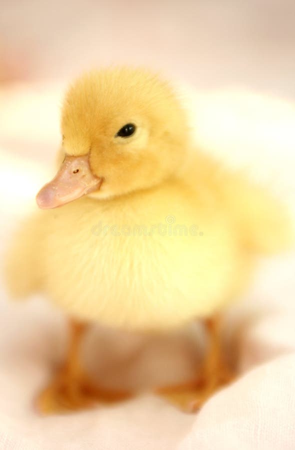 The nice small yellow goose on a white background