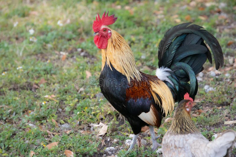 Nice specimen of rooster stock photo. Image of fauna 272006274